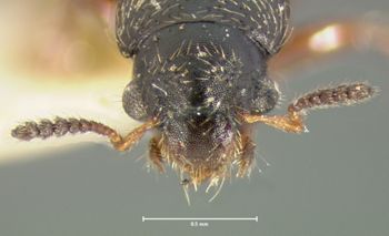 Media type: image;   Entomology 6541 Aspect: head dorsal view